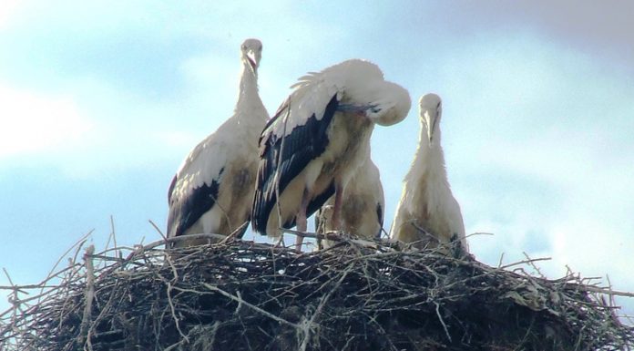 Observatorul estival – „Juniorii” se antrenează