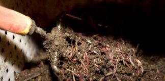 Agricultura pe înțelesul tuturor – Biohumusul de râmă