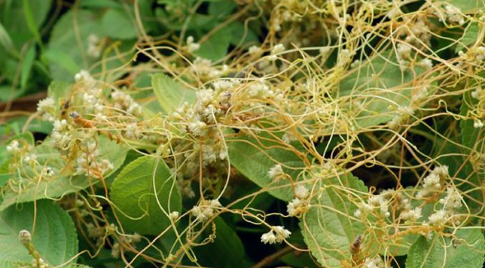 Agricultura pe înțelesul tuturor – Cuscuta – o buruiană problemă de sute de ani – (1)