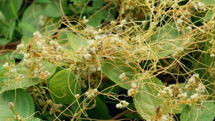 Cuscuta
