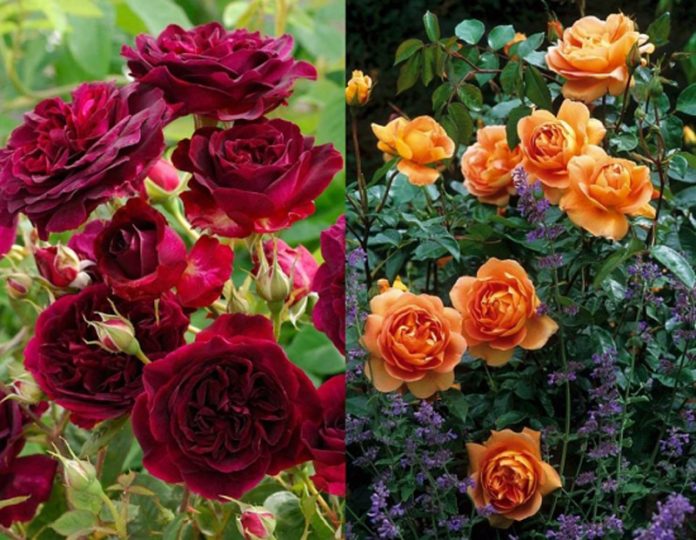 Trandafiri-visinii-si-portocalii