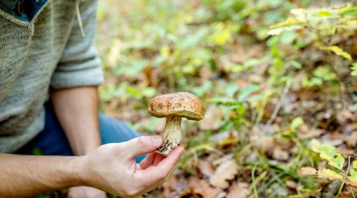 La spital, după ce a consumat ciuperci. Recomandările medicilor