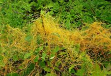 Agricultura pe înțelesul tuturor – Cuscuta – o buruiană problemă de sute de ani – (2)
