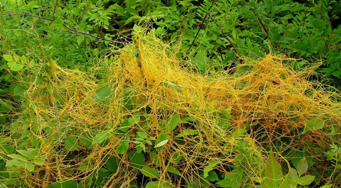 Agricultura pe înțelesul tuturor – Cuscuta – o buruiană problemă de sute de ani – (2)