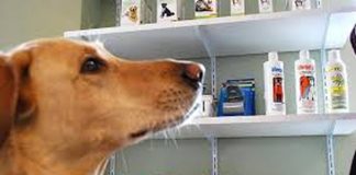 Vindeau produse veterinare expirate. Amenzi usturătoare!