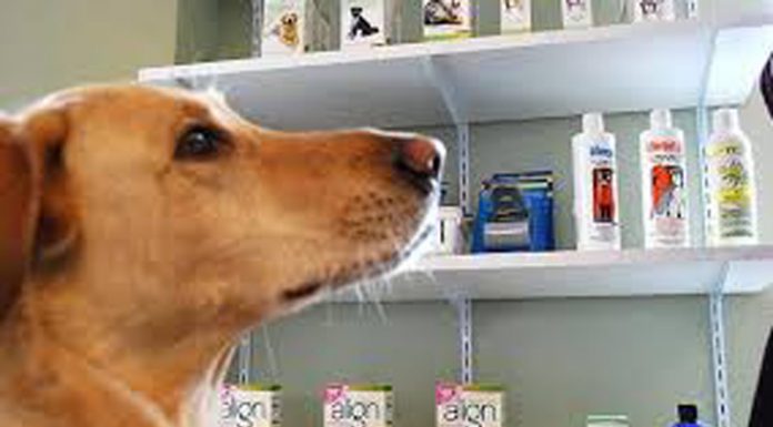 Vindeau produse veterinare expirate. Amenzi usturătoare!