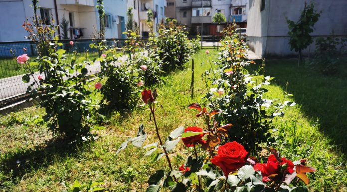 Rovinari: 28 de concurenți cu cele mai frumoase grădini amenajate în fața locuințelor!