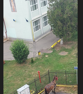 Târgu Jiu: Cal și căruță, parcare regulamentară!