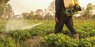 Agricultura pe înțelesul tuturor – Protecția fitosanitară a legumelor rădăcinoase