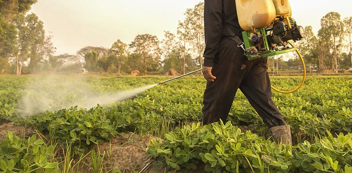 Agricultura pe înțelesul tuturor – Protecția fitosanitară a legumelor rădăcinoase