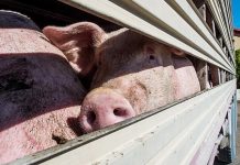 Gorjean amendat cu 6.000 de lei