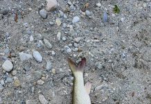 Pești morți în zona Rovinari-Vlăduleni! Pescarii alarmați, Jiu fierbinte