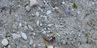 Pești morți în zona Rovinari-Vlăduleni! Pescarii alarmați, Jiu fierbinte