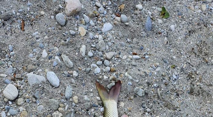 Pești morți în zona Rovinari-Vlăduleni! Pescarii alarmați, Jiu fierbinte