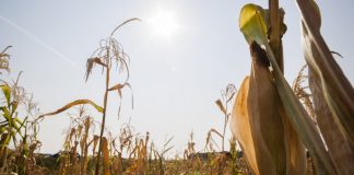 Gorjul, pe lista județelor în care fântânile au secat parțial – Ședință de Guvern