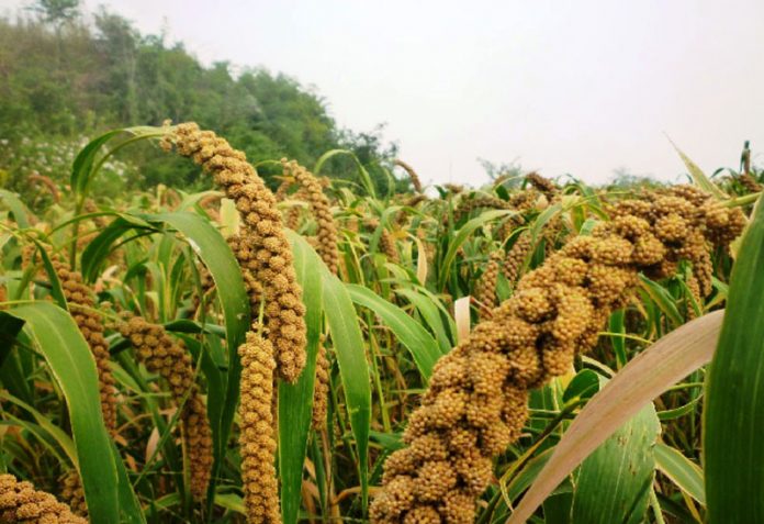 Agricultura pe înțelesul tuturor – Meiul, regele cerealelor, marginalizat pe nedrept