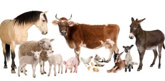 Agricultura pe înțelesul tuturor – Declarația Universală a Drepturilor Animalelor