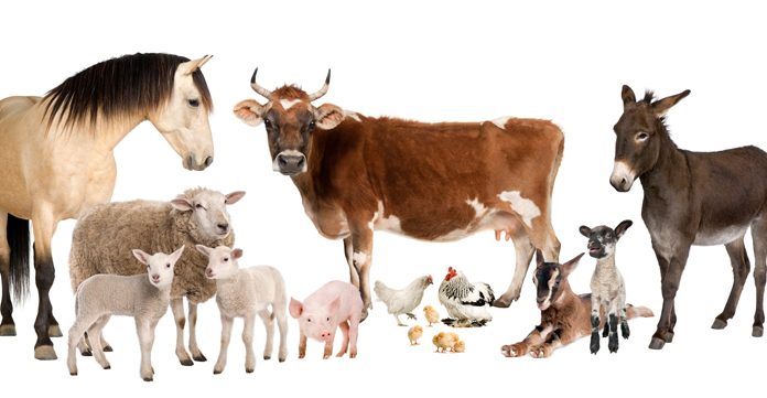 Agricultura pe înțelesul tuturor – Declarația Universală a Drepturilor Animalelor