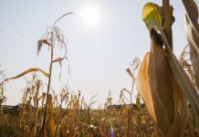 Fermierii cer declararea stării de calamitate!