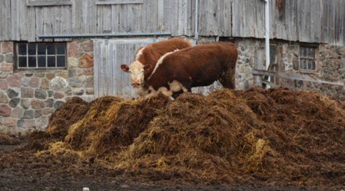 Agricultura pe înțelesul tuturor – Gunoiul de grajd – o comoară a fermierilor