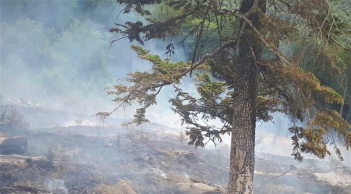 Gorjul, pe primul loc în țară la incendiile de pădure