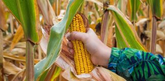 Agricultura pe înțelesul tuturor – Recoltarea corectă a porumbului