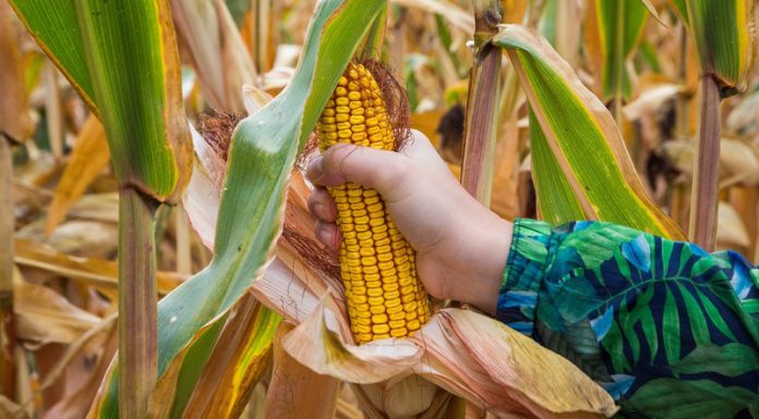 Agricultura pe înțelesul tuturor – Recoltarea corectă a porumbului