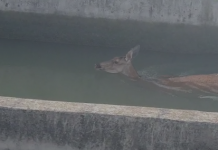 VIDEO, Termo Rovinari| Căprioară salvată de pompieri, dintr-un canal plin cu apă!