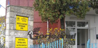 Angajări la DSV Gorj. Nouă candidați pe trei posturi