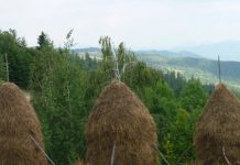 Condamnată pentru distrugere. A dat foc unui fânar din răzbunare. Șase tone de furaje s-au făcut scrum!