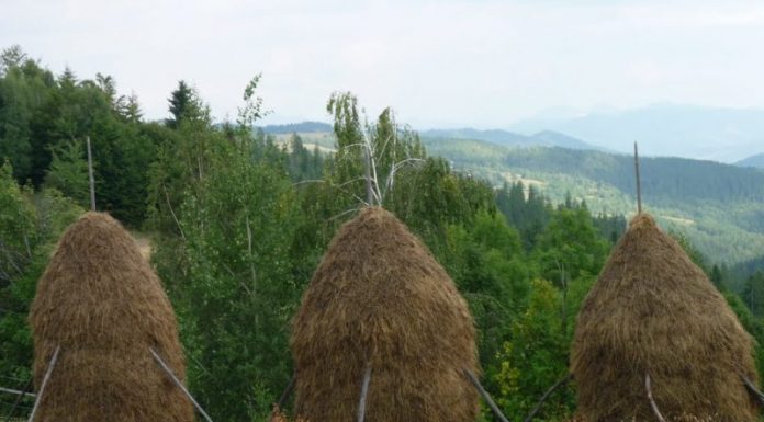 Condamnată pentru distrugere. A dat foc unui fânar din răzbunare. Șase tone de furaje s-au făcut scrum!
