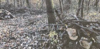 Pădurea doctorului Șarapatin, cumpărată și tăiată de un consilier superior al Gărzii Forestiere Vâlcea! Comisarul Cicu acuzat că, a tăiat stejar și de pe terenul localnicilor