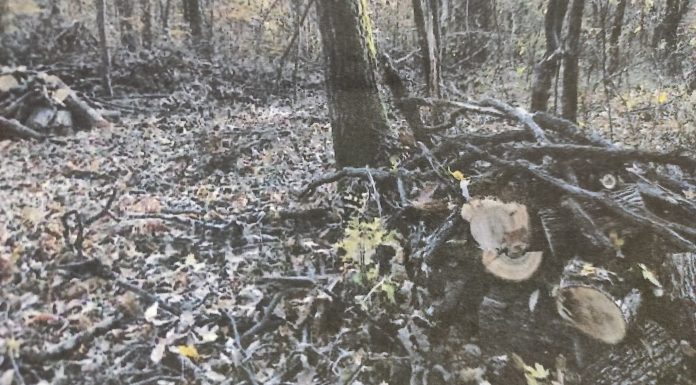 Pădurea doctorului Șarapatin, cumpărată și tăiată de un consilier superior al Gărzii Forestiere Vâlcea! Comisarul Cicu acuzat că, a tăiat stejar și de pe terenul localnicilor