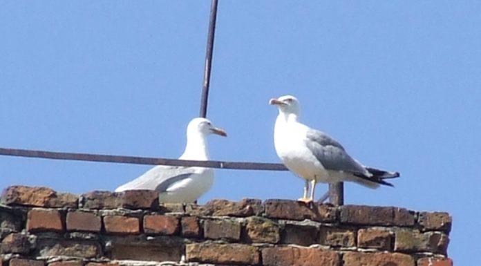 Maeştri ai zborului