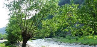 ŞUŞIŢA VERDE ESTE CURATĂ