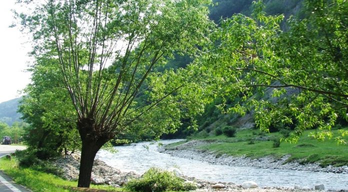 ŞUŞIŢA VERDE ESTE CURATĂ