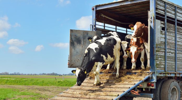 Amenzi de mii de lei pentru transportul de animale