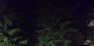 VIDEO: Pui de urs filmați la Rânca!