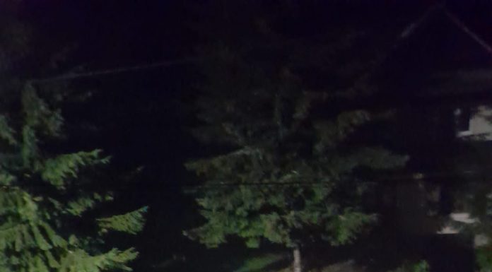 VIDEO: Pui de urs filmați la Rânca!