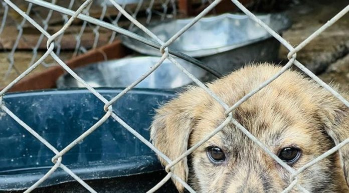 FOTO: Cei mai frumoși și blânzi căței din adăpostul public pot fi adoptați sâmbătă, la târg!