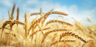 Agricultura pe înțelesul tuturor – Înființarea culturilor de toamnă