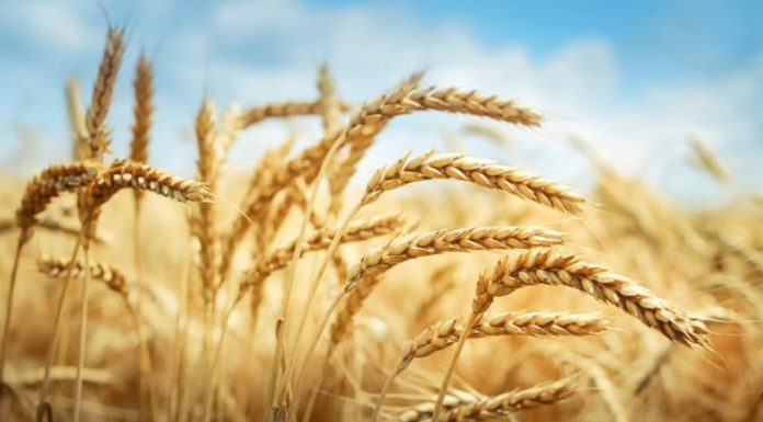 Agricultura pe înțelesul tuturor – Înființarea culturilor de toamnă