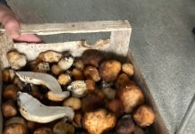 E vremea ciupercilor!