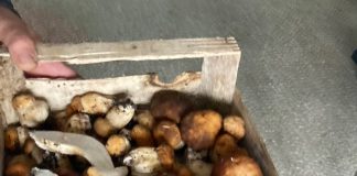 E vremea ciupercilor!