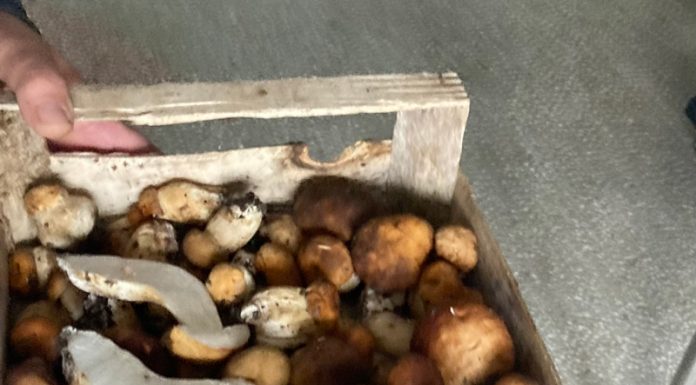 E vremea ciupercilor!