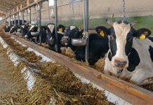 Sprijin financiar pentru crescătorii de animale