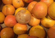 Produse expirate, fructe și legume cu mucegai, la vânzare. Amenzi!