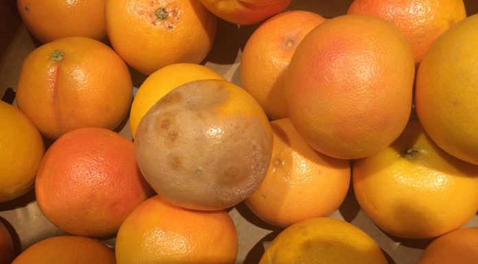 Produse expirate, fructe și legume cu mucegai, la vânzare. Amenzi!