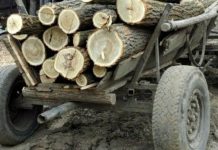 Negomir: A tăiat, ilegal, lemne din pădure și a fost prins