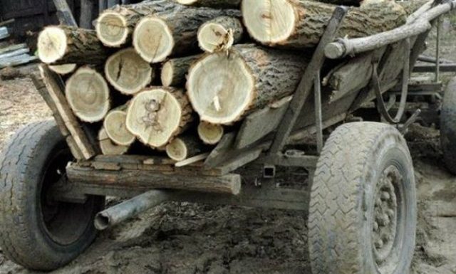 A tăiat ilegal și a sustras arbori. Dosar penal!